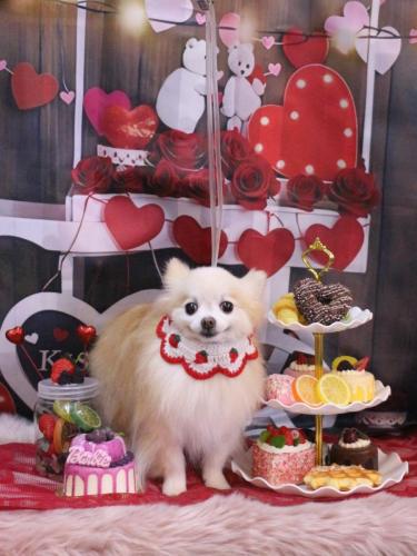 20250215小豆くん